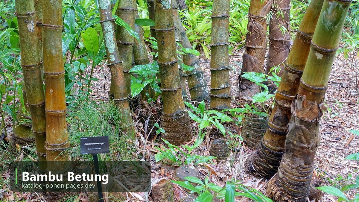 Bambu Betung