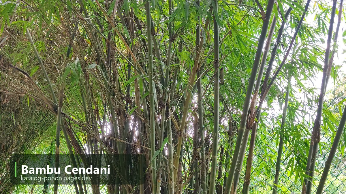 Bambu Cendani