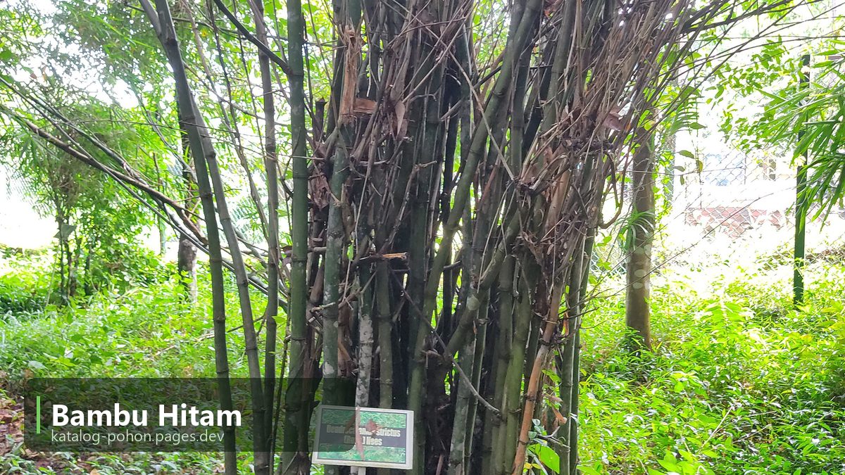 Bambu Hitam