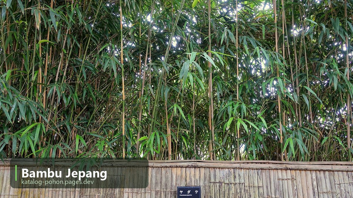 Bambu Jepang