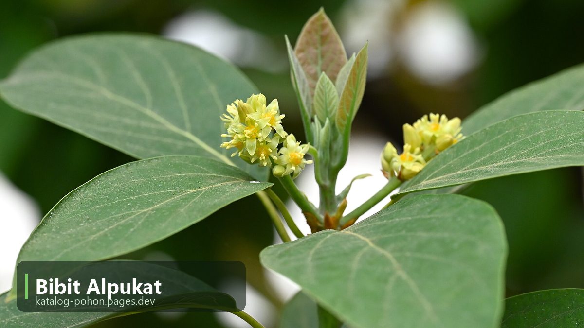 Bibit Alpukat