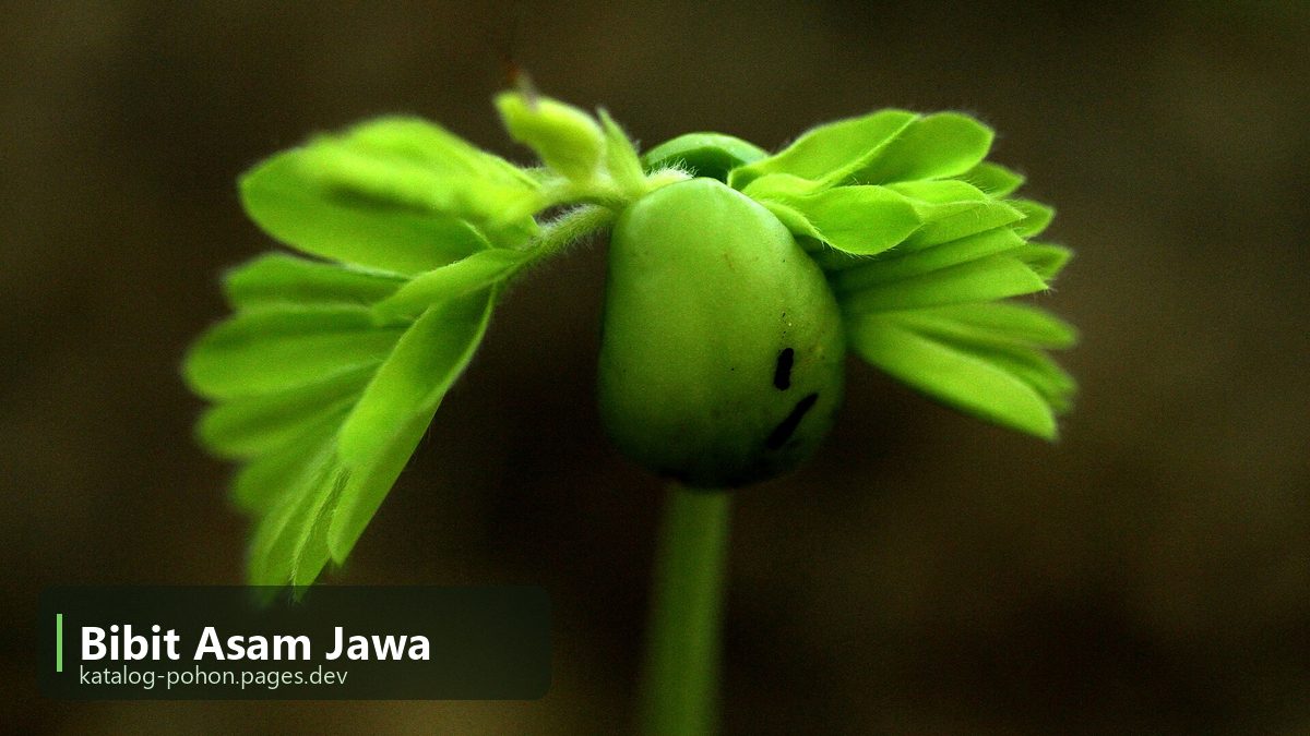 Bibit Asam Jawa