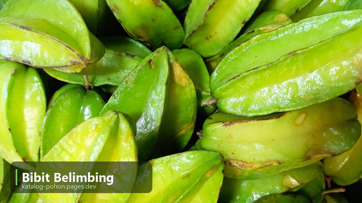 Bibit Belimbing