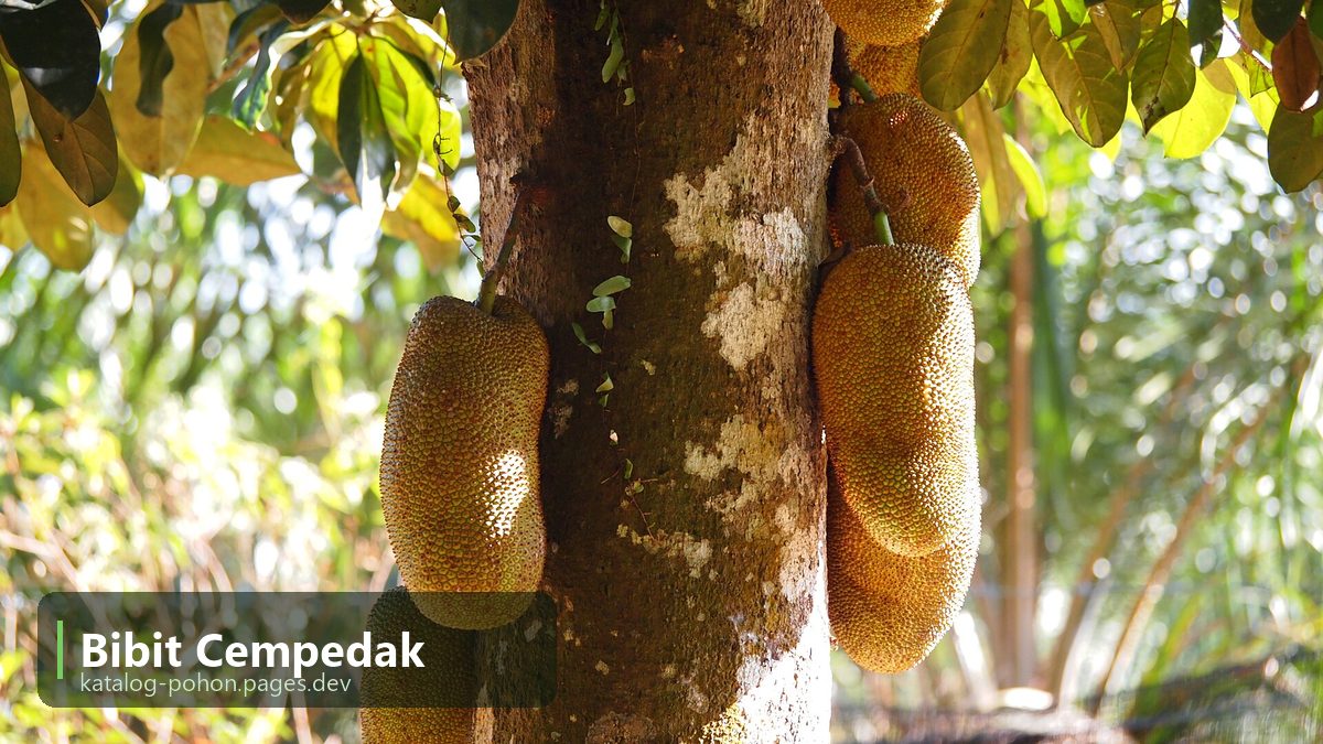 Bibit Cempedak