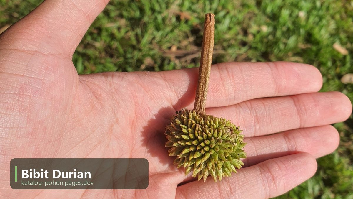 Bibit Durian