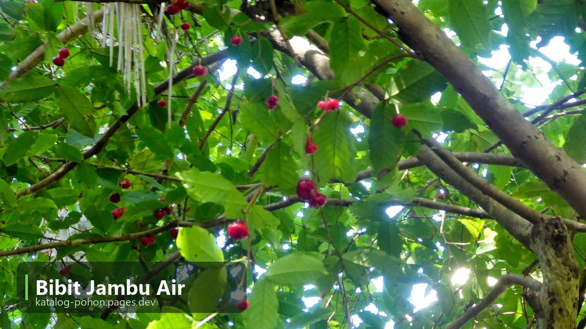Bibit Jambu Air