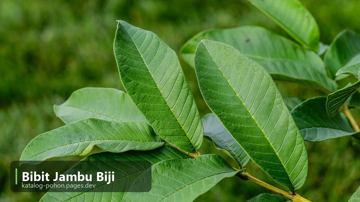 Bibit Jambu Biji