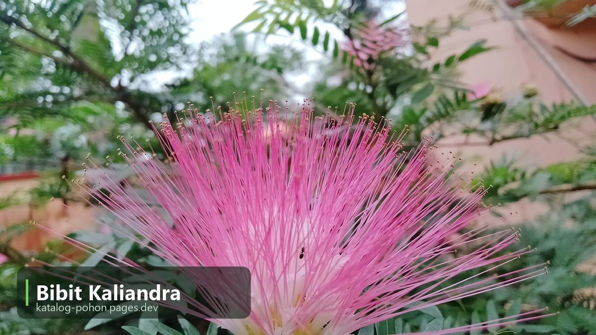 Bibit Kaliandra