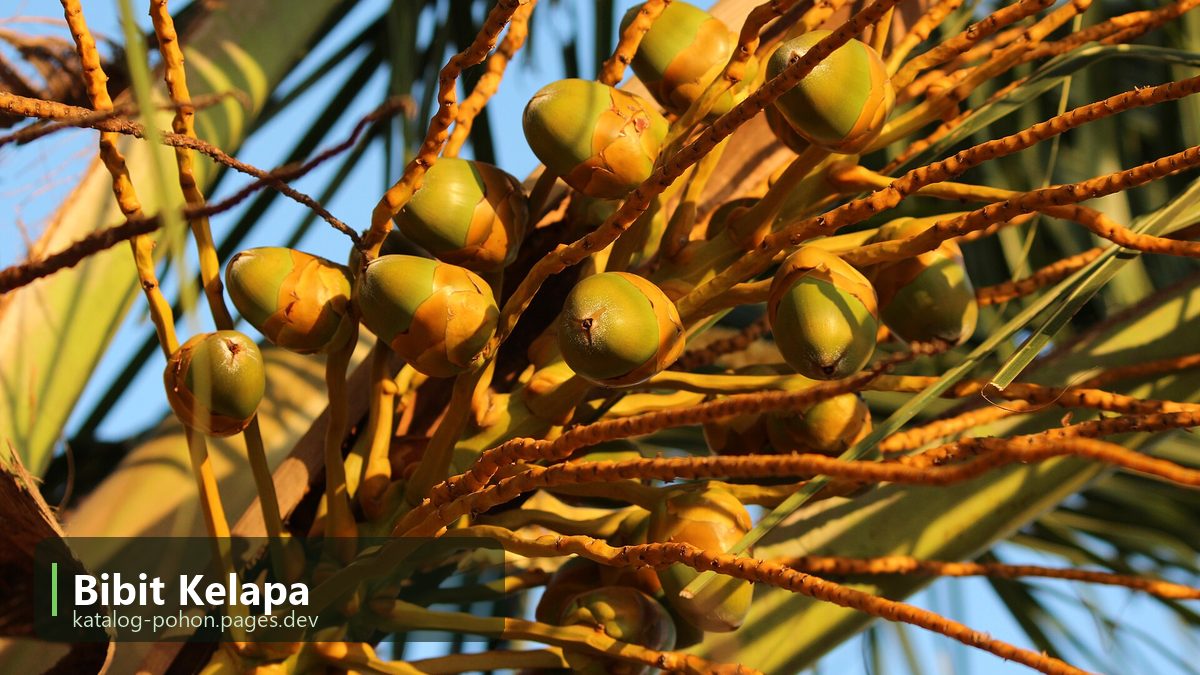 Bibit Kelapa