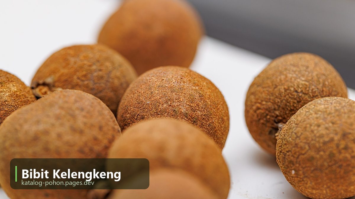 Bibit Kelengkeng
