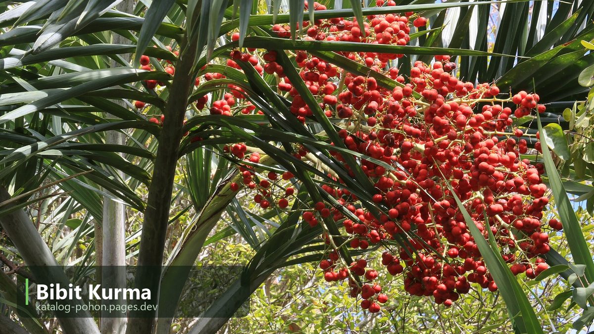Bibit Kurma
