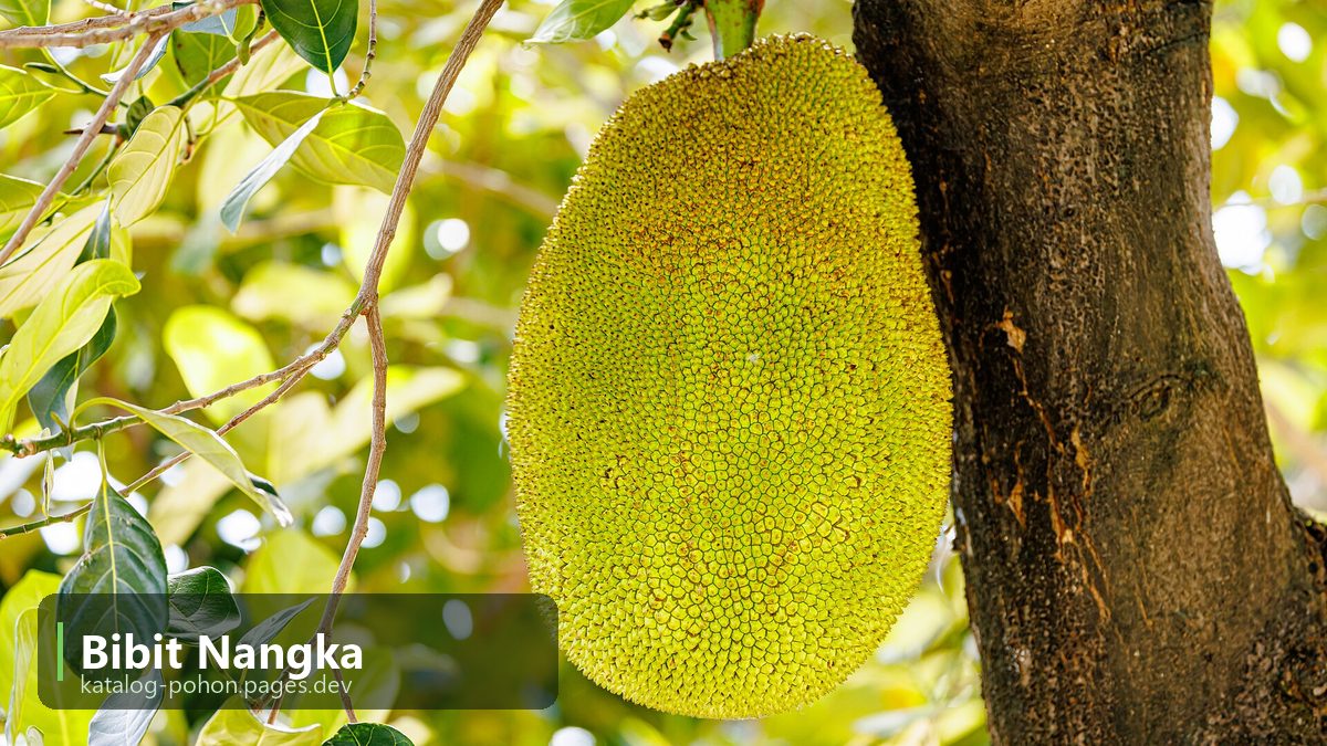 Bibit Nangka