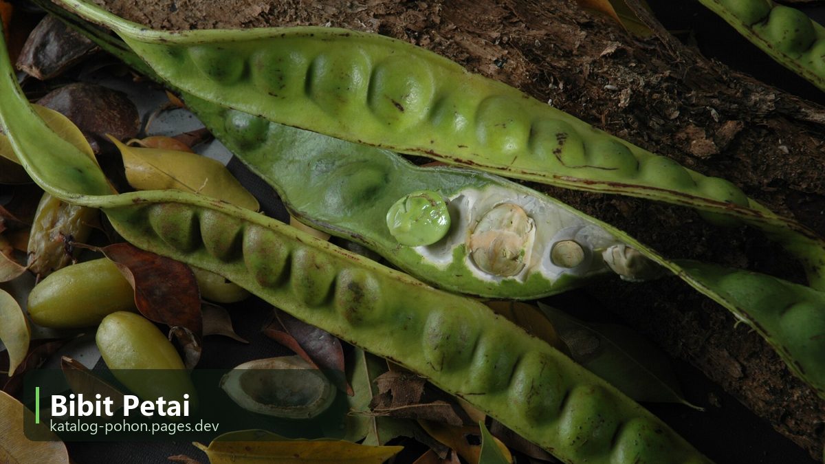 Bibit Petai