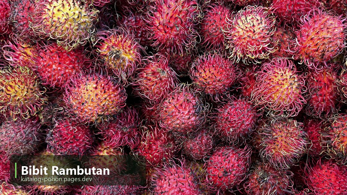 Bibit Rambutan