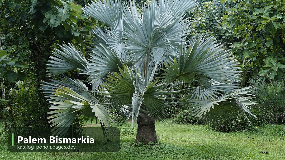 Palem Bismarkia