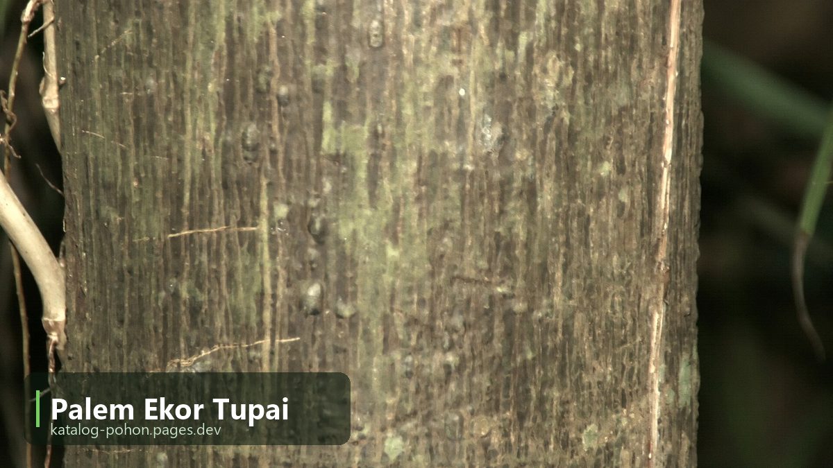 Palem Ekor Tupai