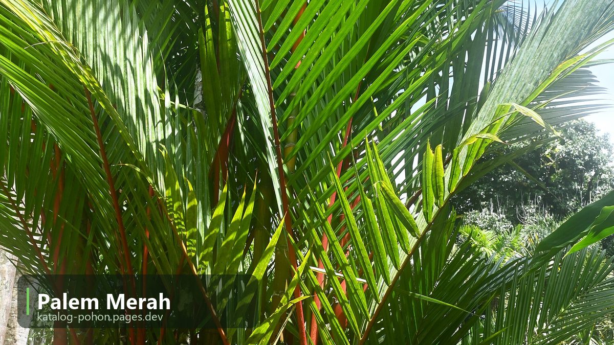 Palem Merah