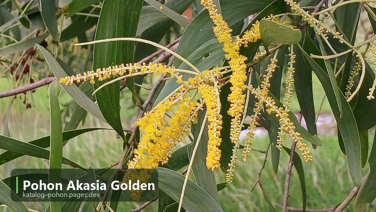 Pohon Akasia Golden
