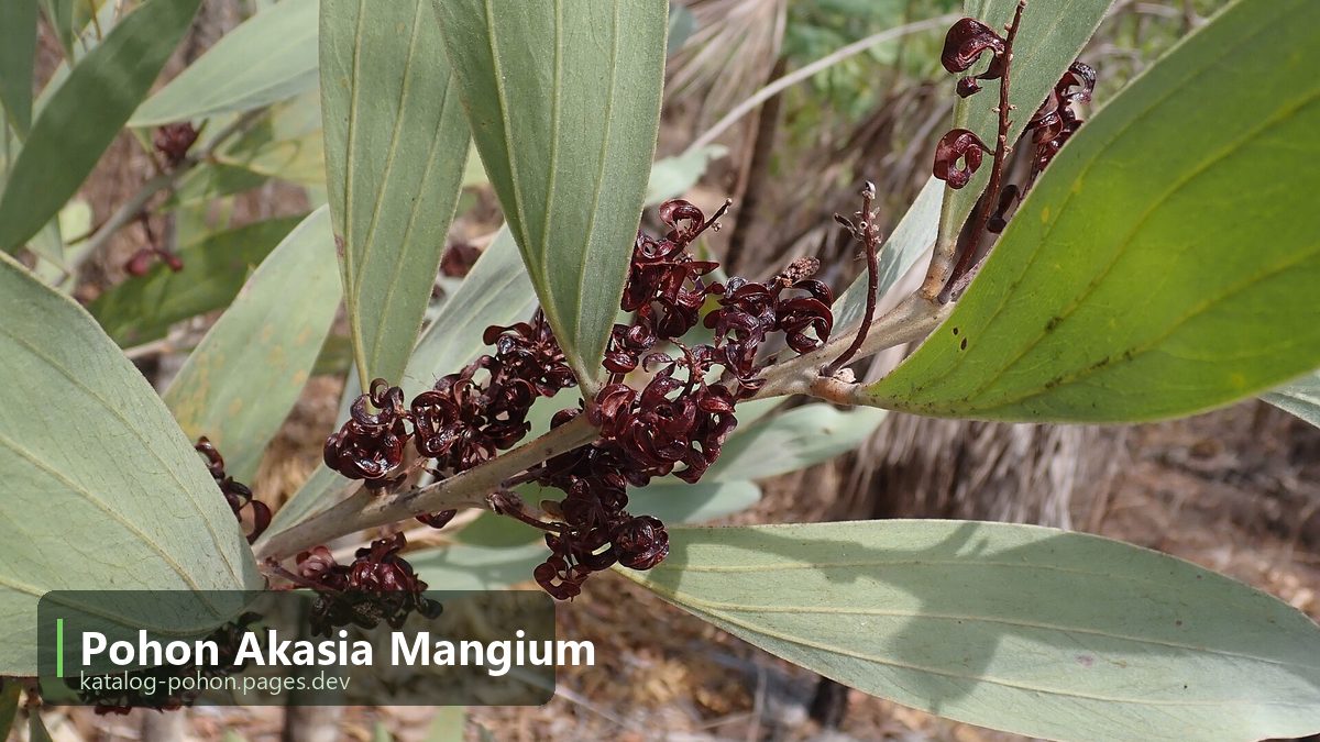 Pohon Akasia Mangium