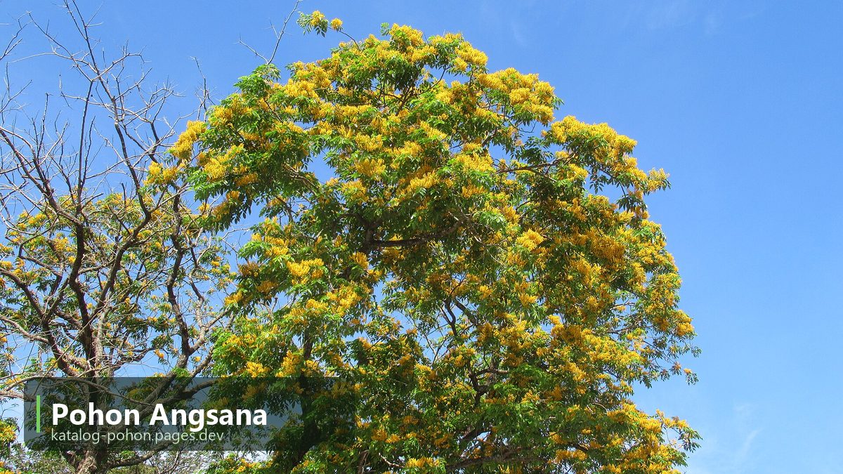 Pohon Angsana - Pohon Peneduh