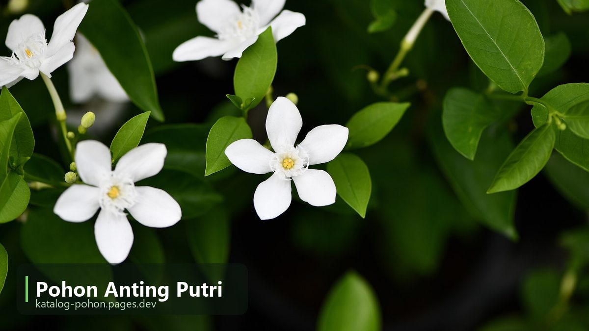 Pohon Anting Putri