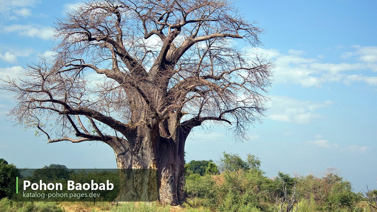 Pohon Baobab