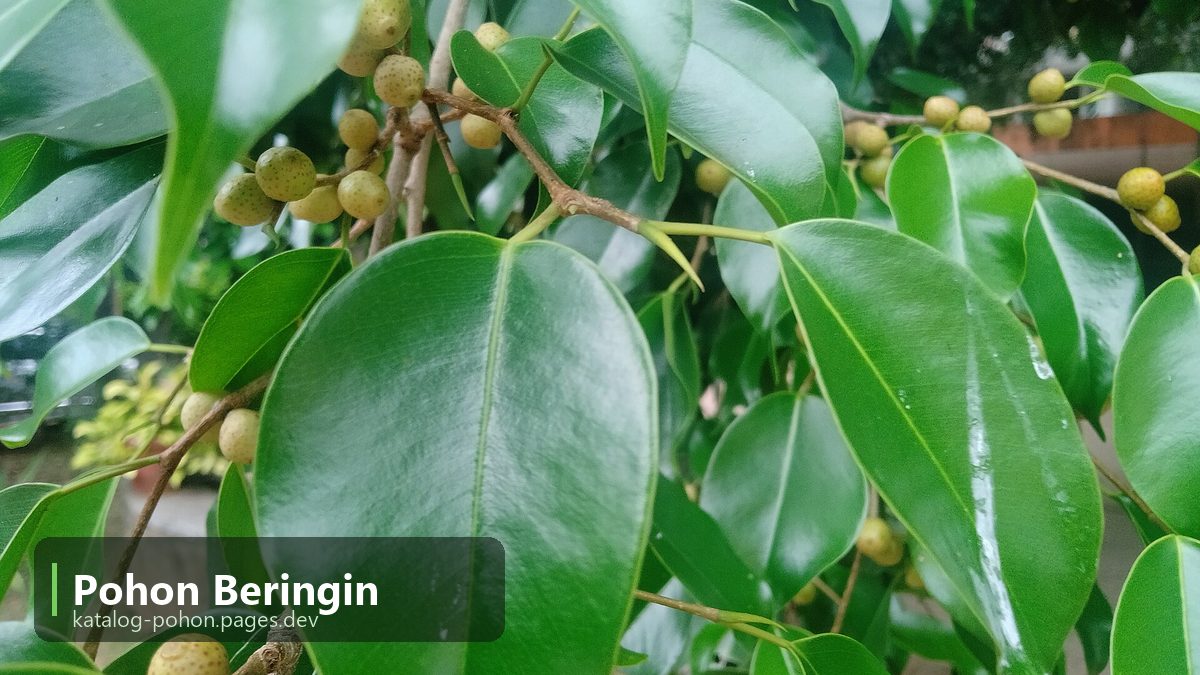 Pohon Beringin - Pohon Peneduh