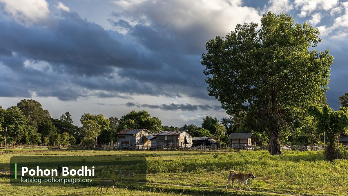 Pohon Bodhi