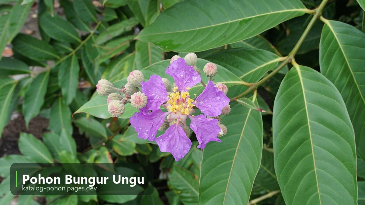 Pohon Bungur Ungu