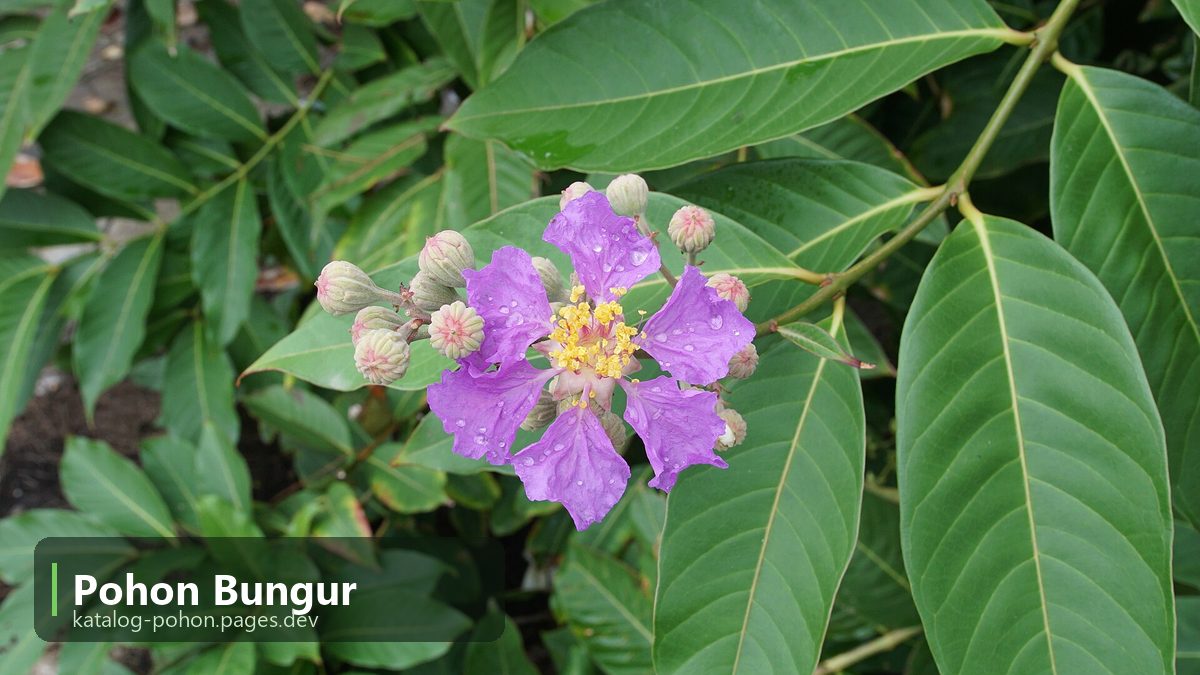 Pohon Bungur - Pohon Peneduh