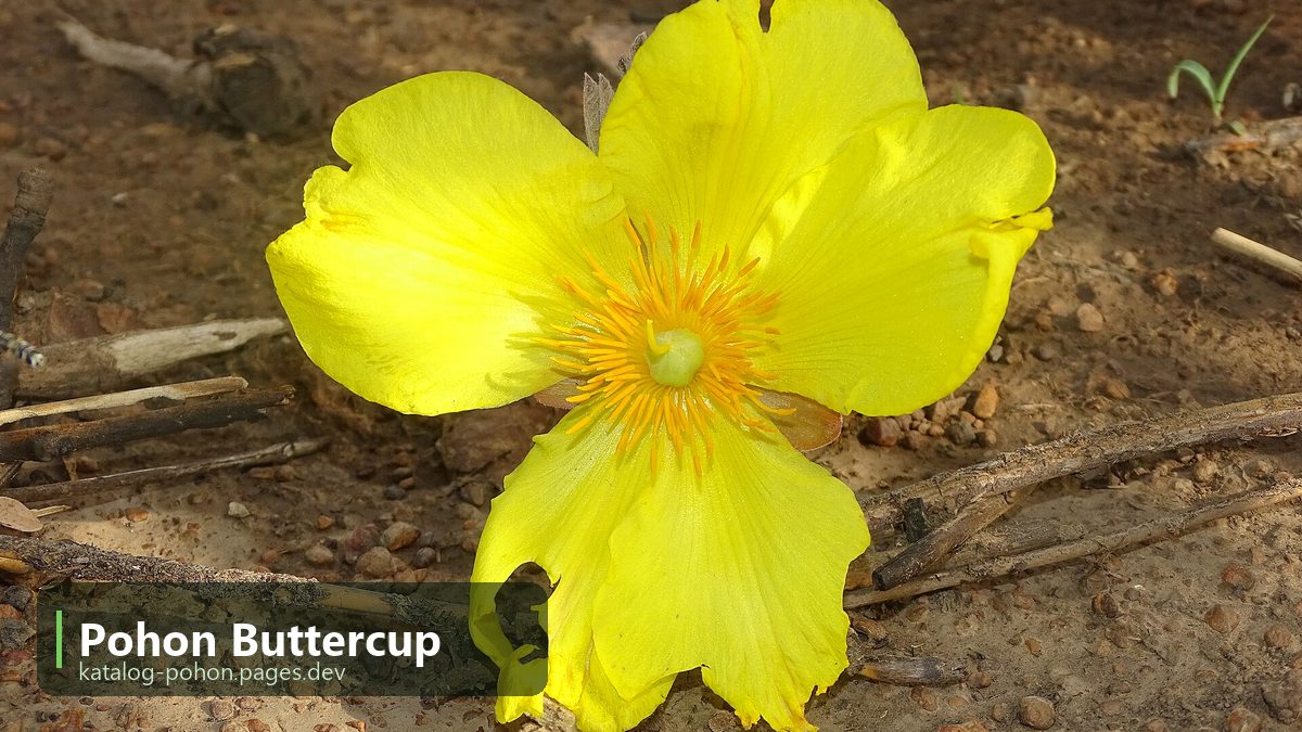 Pohon Buttercup