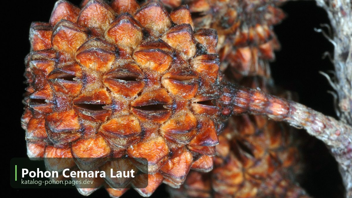 Pohon Cemara Laut