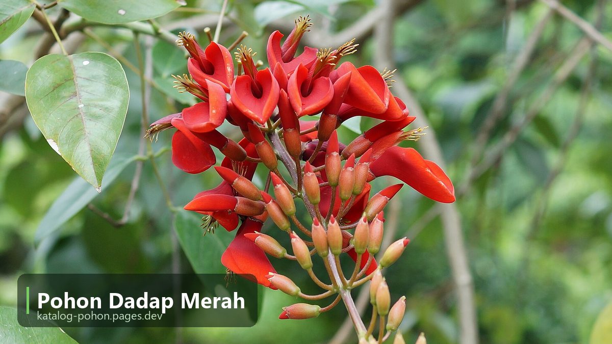 Pohon Dadap Merah