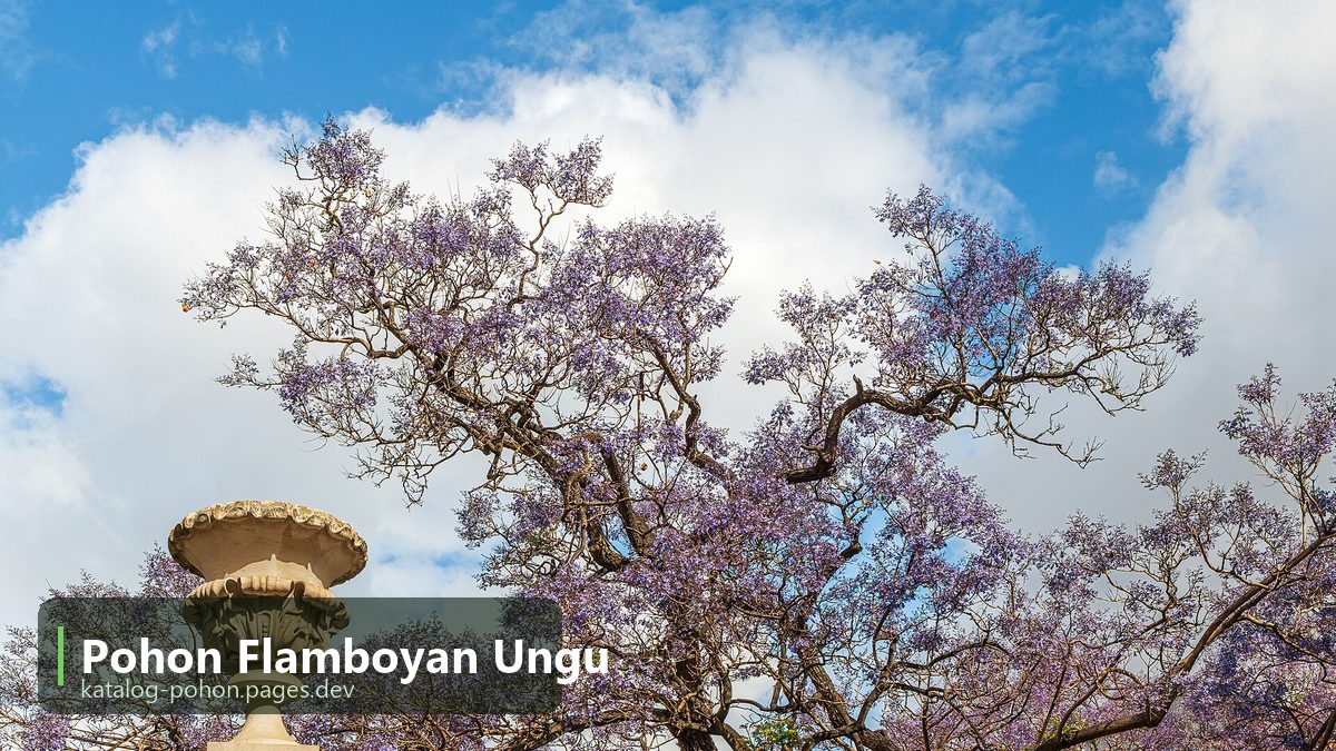 Pohon Flamboyan Ungu