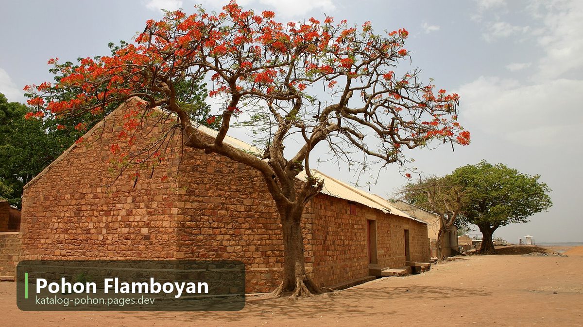 Pohon Flamboyan - Pohon Peneduh