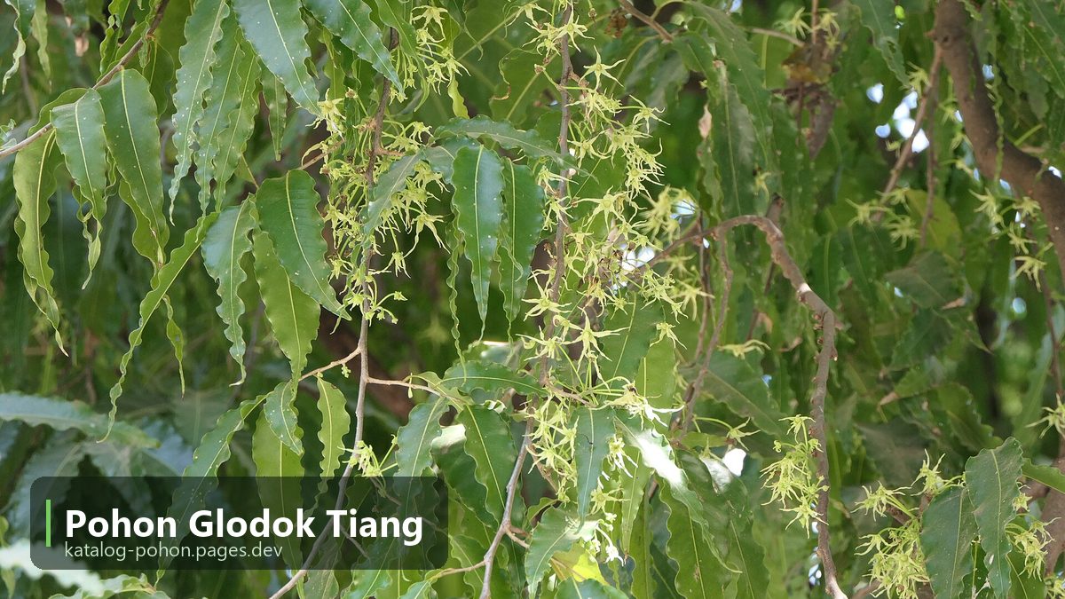 Pohon Glodok Tiang
