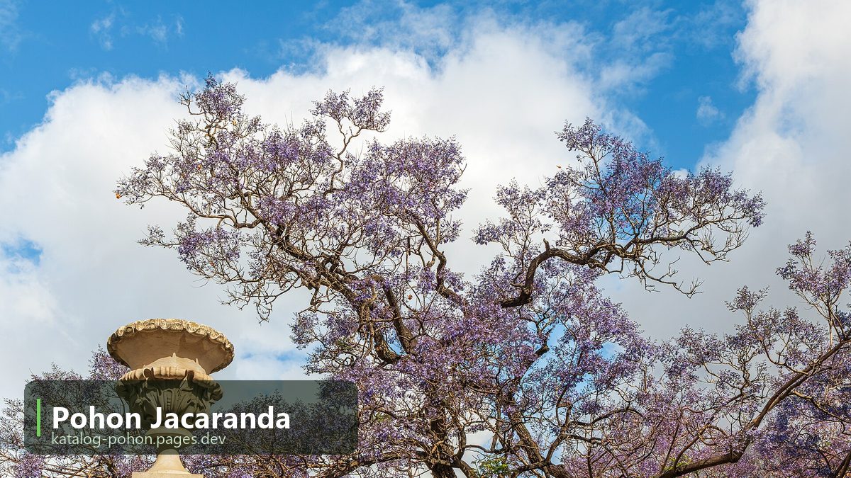 Pohon Jacaranda