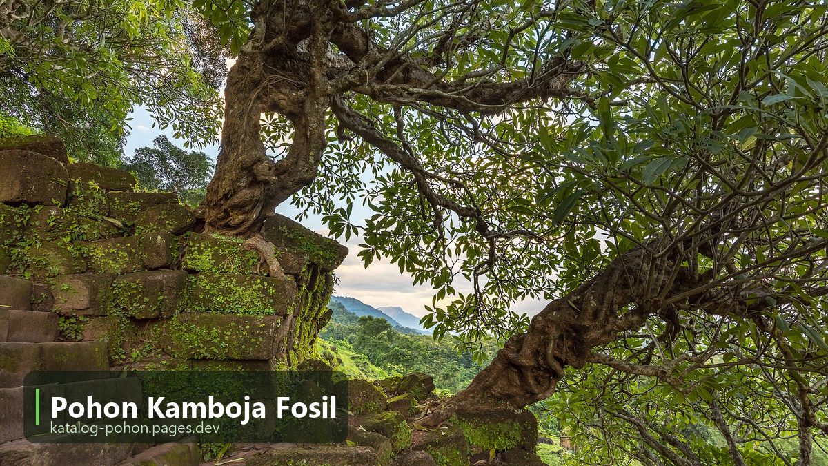 Pohon Kamboja Fosil