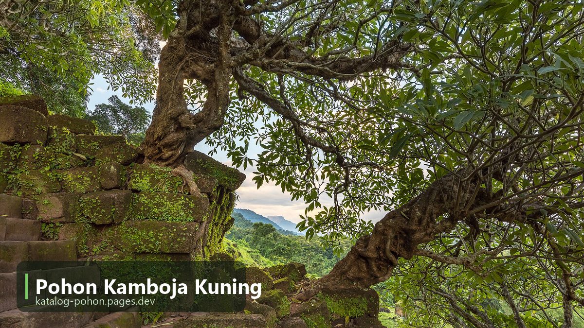 Pohon Kamboja Kuning
