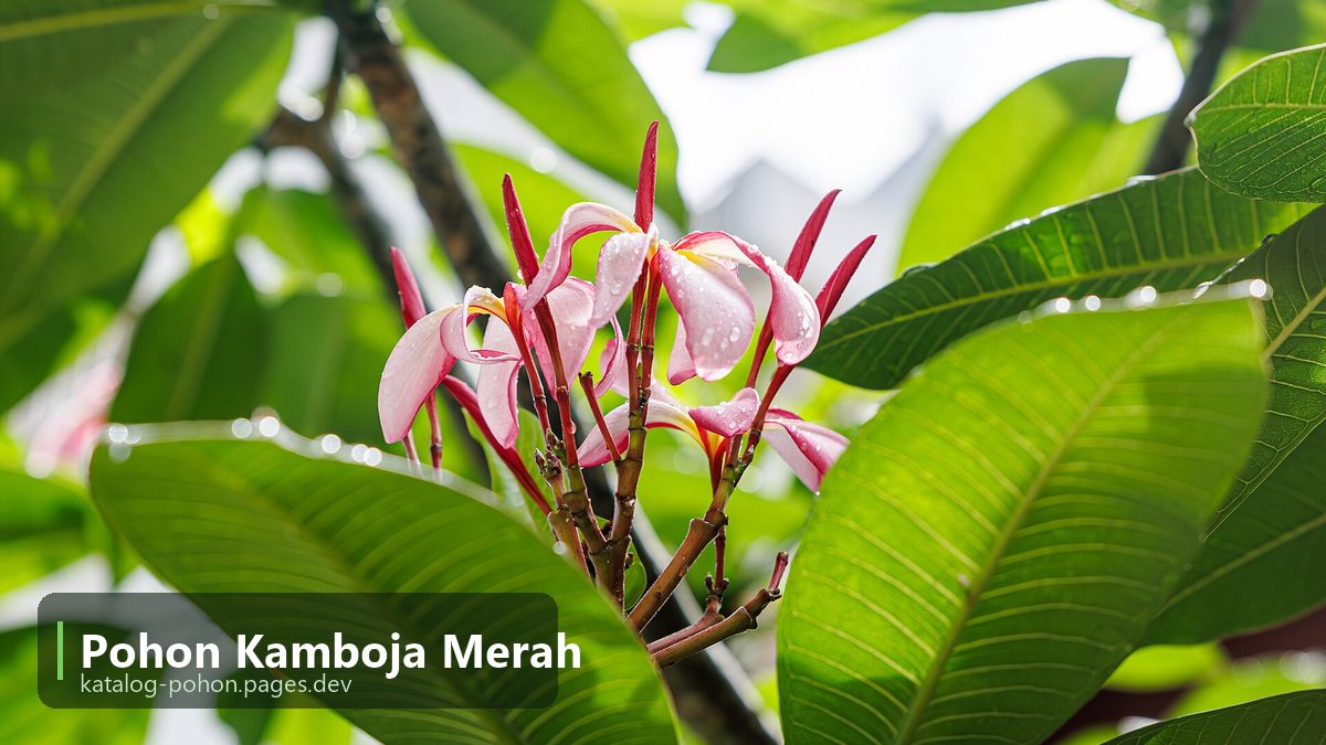 Pohon Kamboja Merah