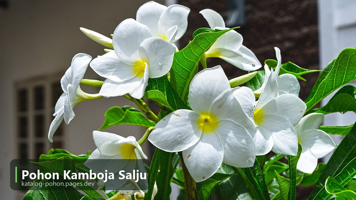 Pohon Kamboja Salju