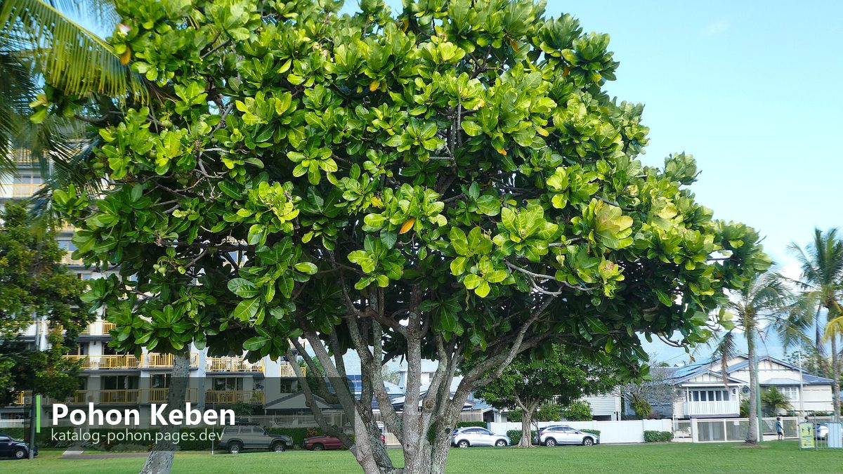 Pohon Keben