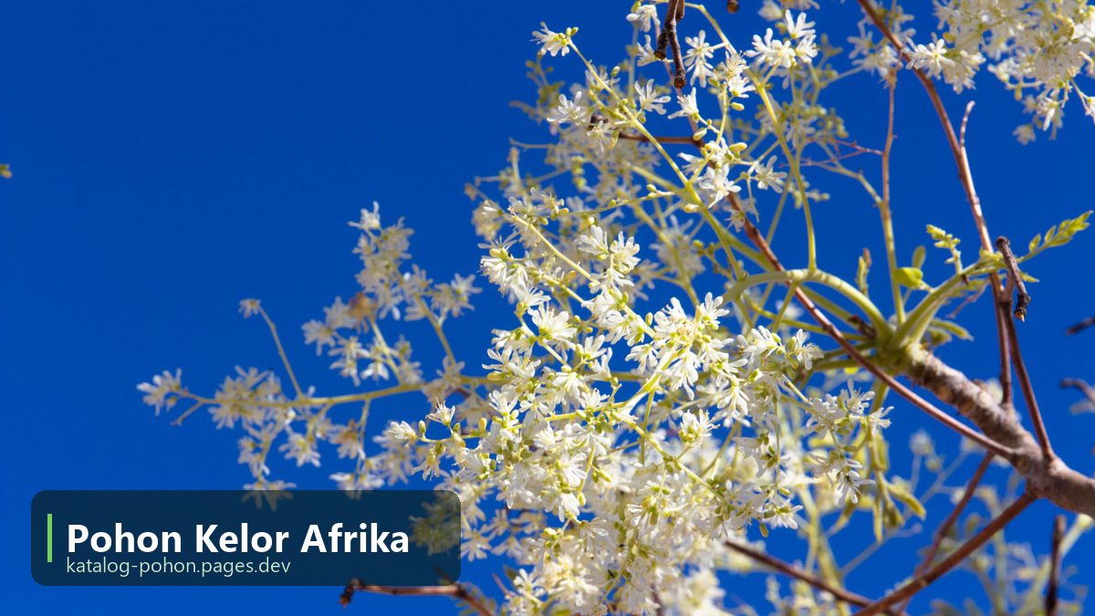 Pohon Kelor Afrika