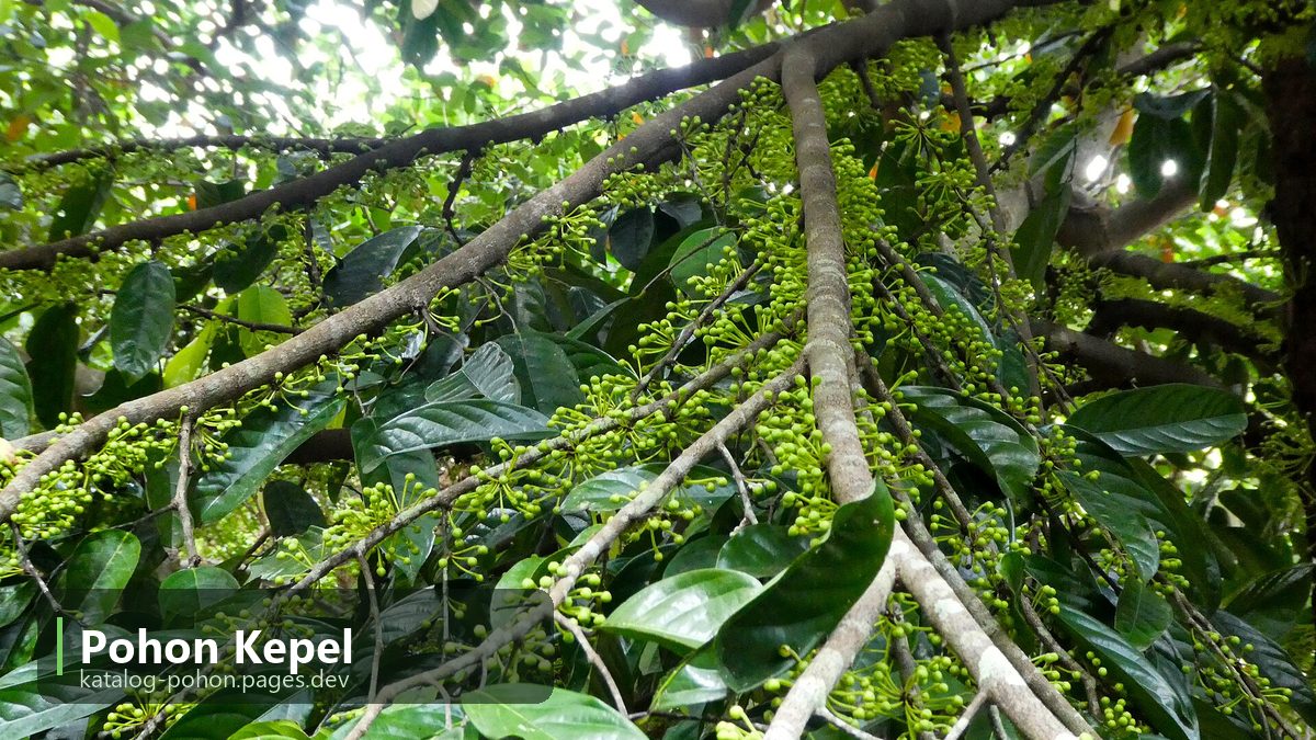 Pohon Kepel