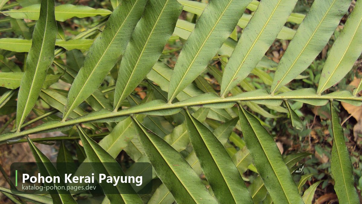 Pohon Kerai Payung