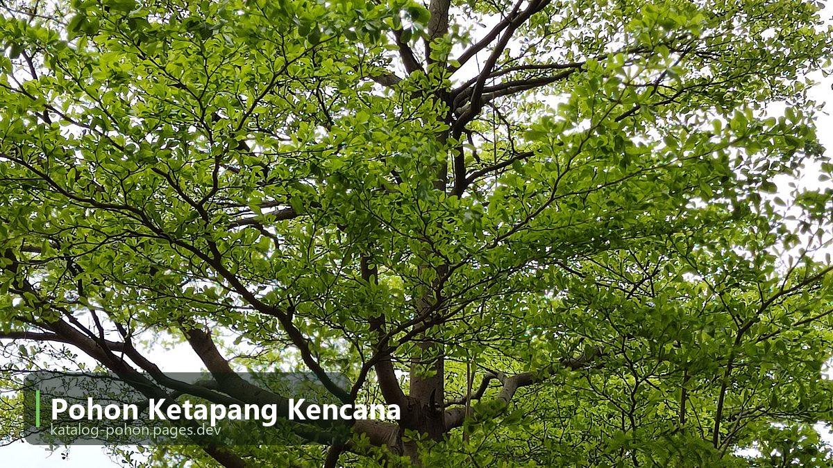 Pohon Ketapang Kencana - Pohon Peneduh