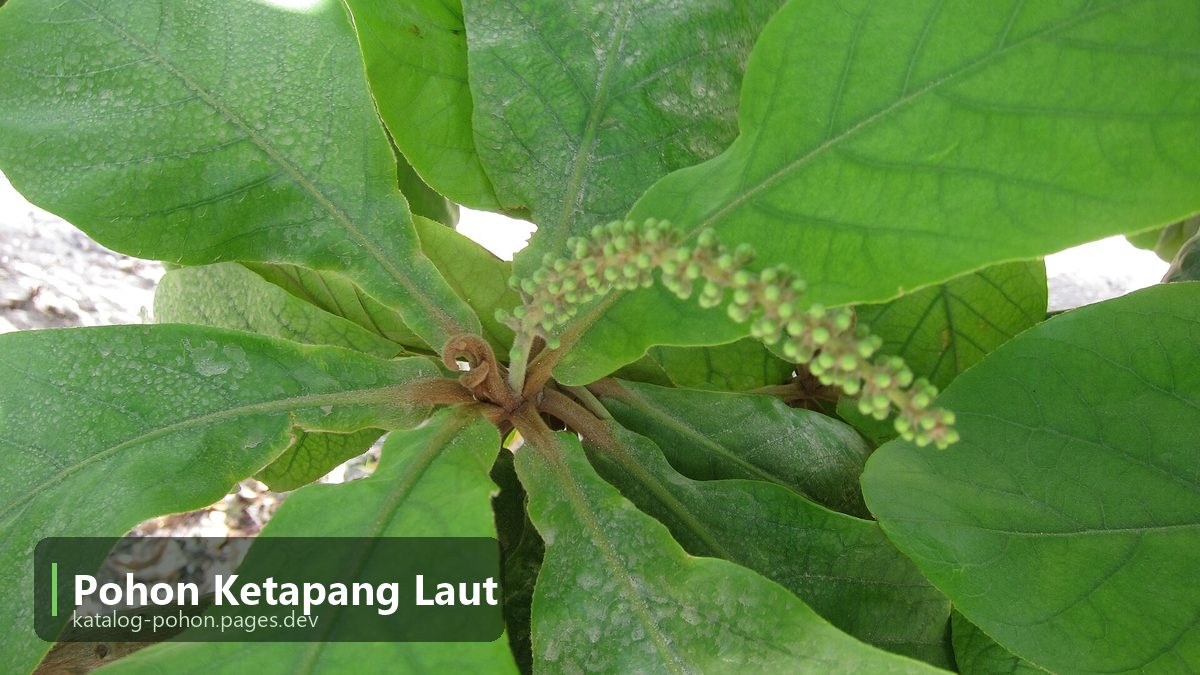 Pohon Ketapang Laut