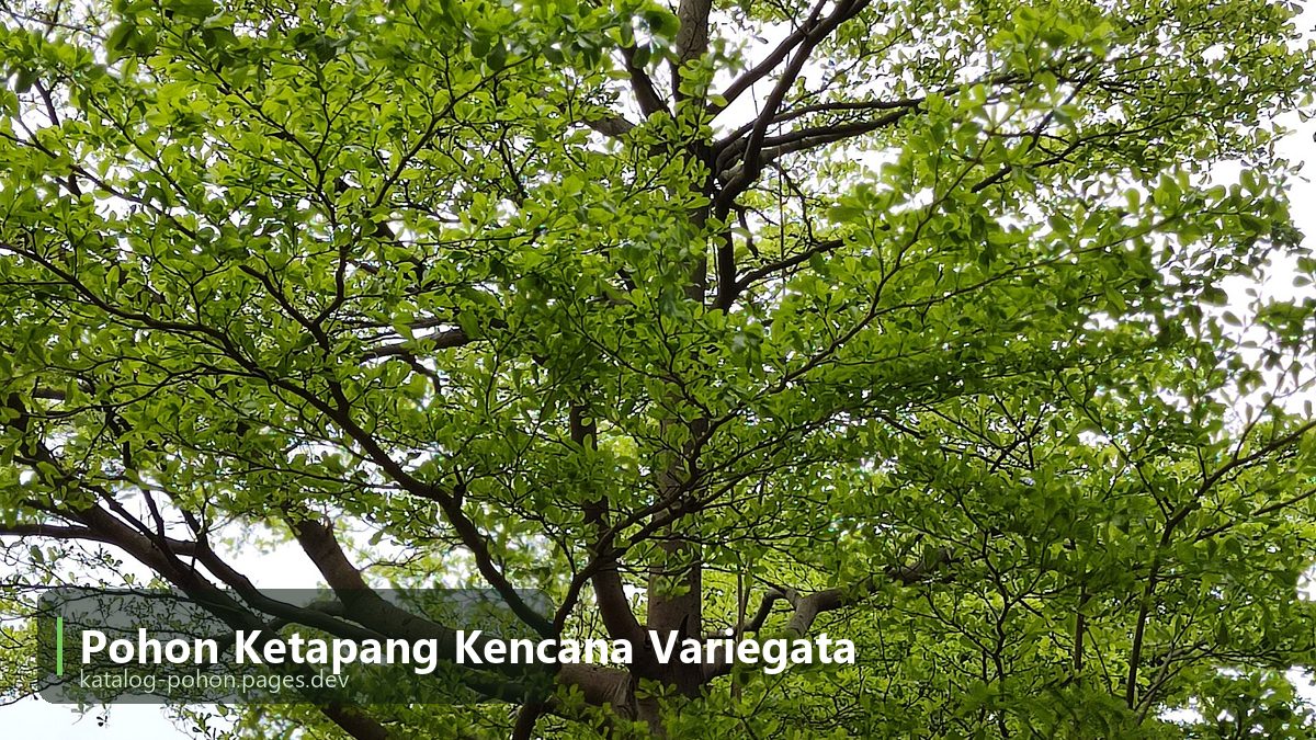 Pohon Ketapang Kencana Variegata