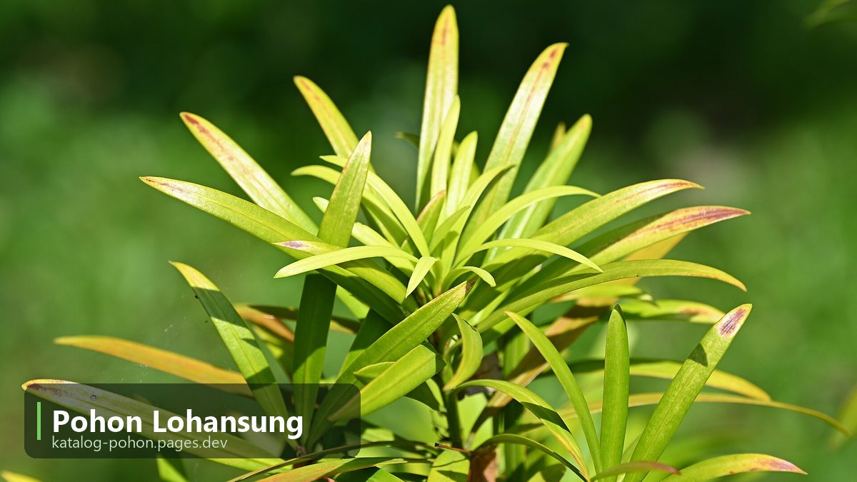 Pohon Lohansung