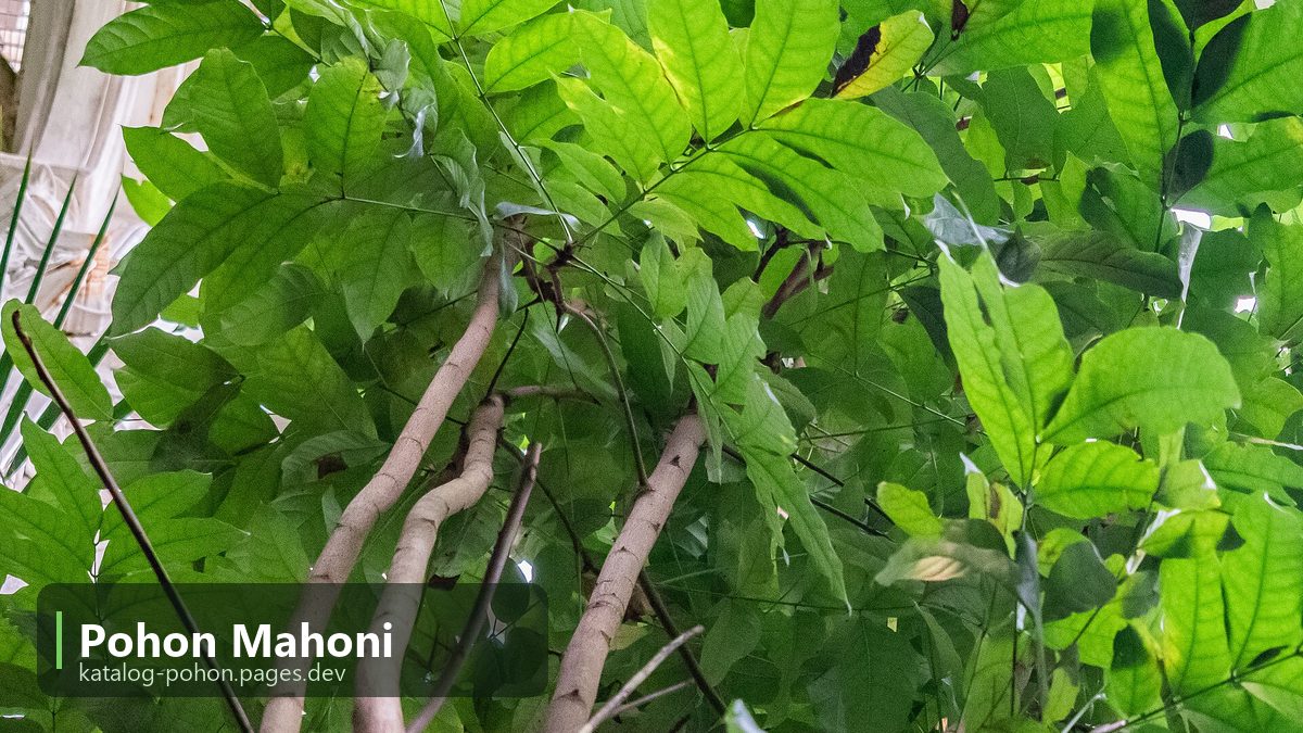 Pohon Mahoni - Pohon Peneduh